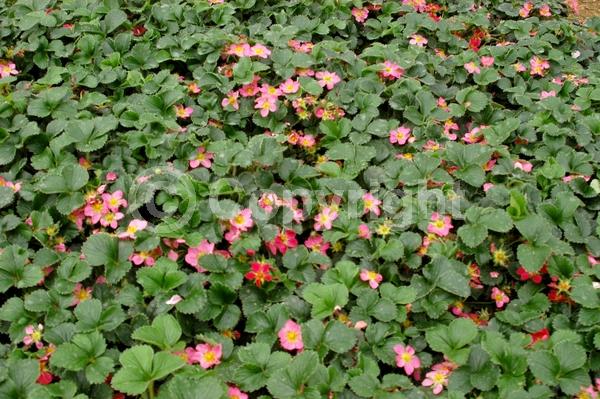 Red blooms; Deciduous; Broadleaf