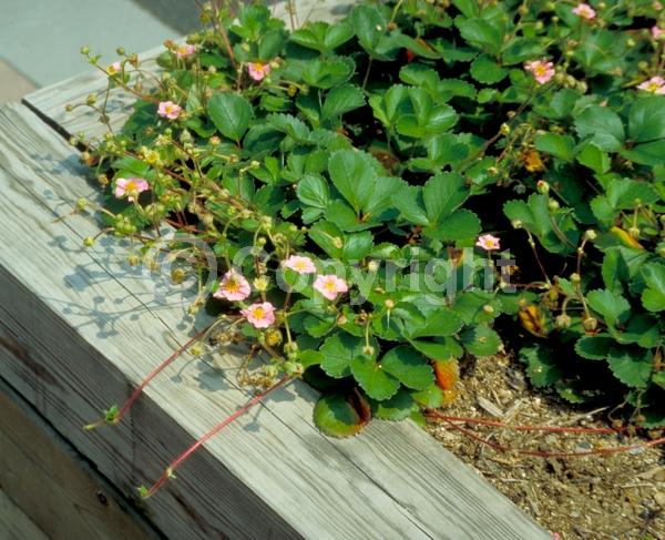 Pink blooms; Deciduous; Broadleaf