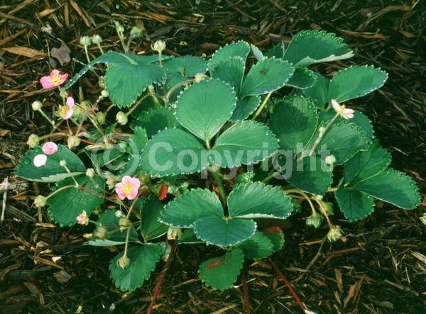 Pink blooms; Deciduous; Broadleaf