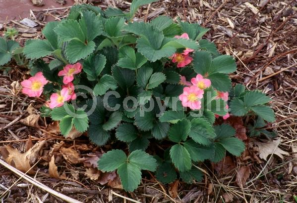 Pink blooms; Deciduous; Broadleaf