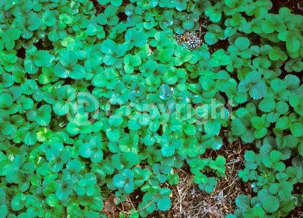 Pink blooms; Deciduous; Broadleaf