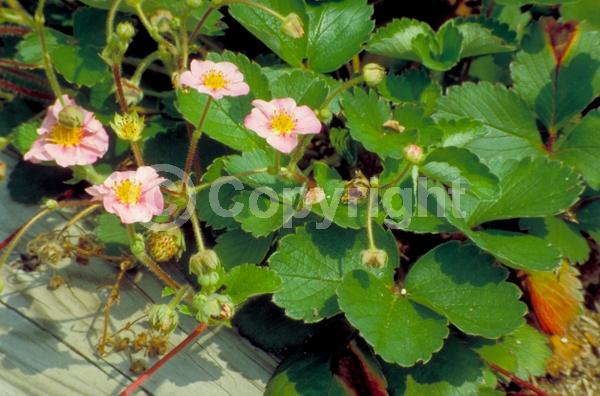 Pink blooms; Deciduous; Broadleaf
