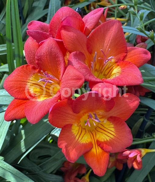 Red blooms; Orange blooms; Yellow blooms; Blue blooms; White blooms; Pink blooms; Lavender blooms