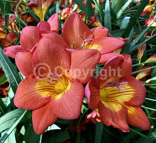 Red blooms; Orange blooms; Yellow blooms; Blue blooms; White blooms; Pink blooms; Lavender blooms