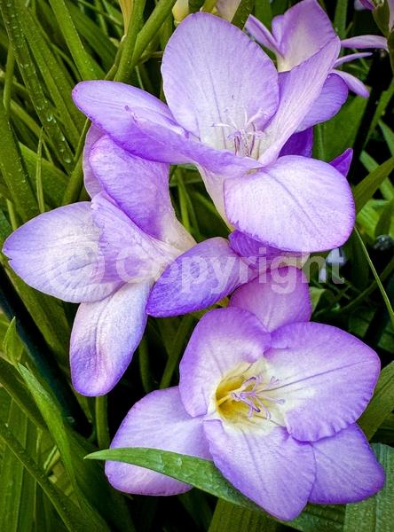 Red blooms; Orange blooms; Yellow blooms; Blue blooms; White blooms; Pink blooms; Lavender blooms