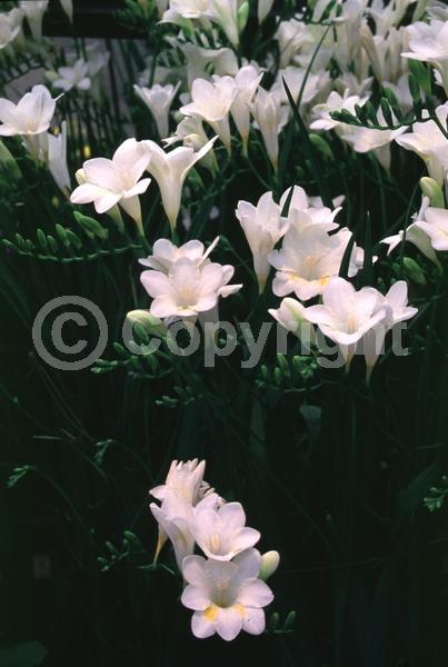 White blooms