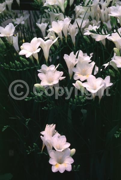 White blooms