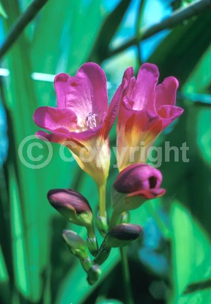 Red blooms; Orange blooms; Yellow blooms; Blue blooms; White blooms; Pink blooms; Lavender blooms