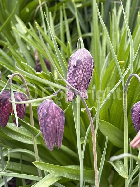 Yellow blooms; Purple blooms; Green blooms; Brown blooms; North American Native