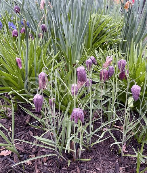 Yellow blooms; Purple blooms; Green blooms; Brown blooms; North American Native