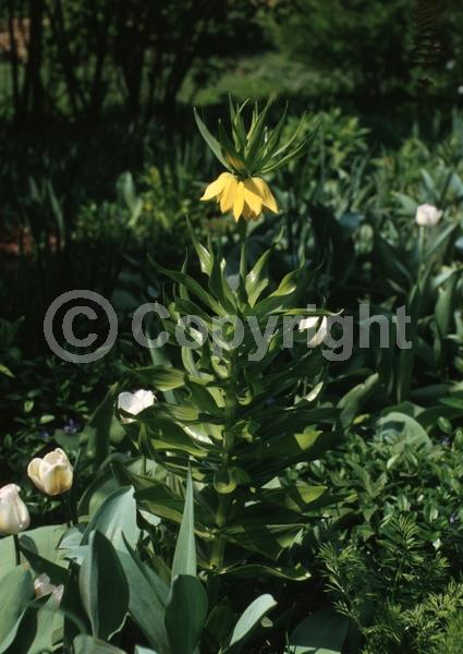 Yellow blooms; Deciduous; Broadleaf