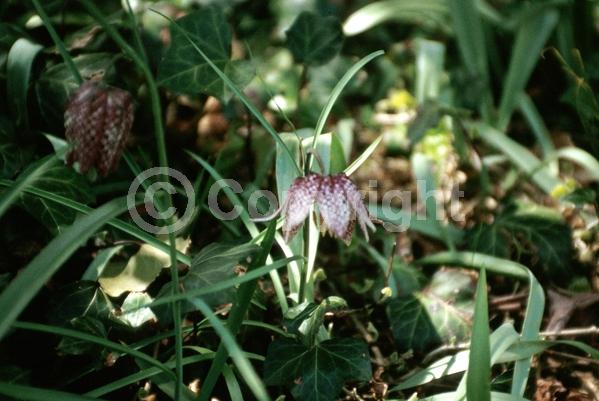 Purple blooms; White blooms; Pink blooms; Deciduous; Broadleaf