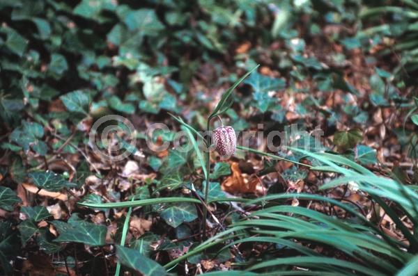 Purple blooms; White blooms; Pink blooms; Deciduous; Broadleaf