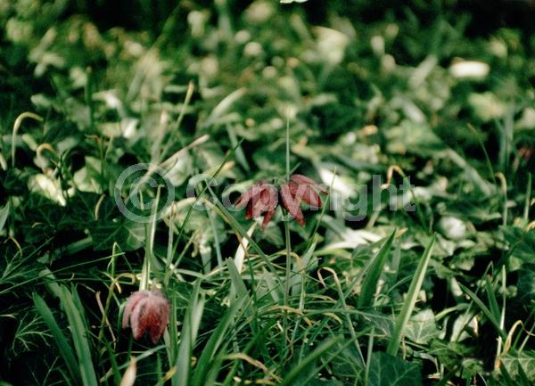 Purple blooms; White blooms; Pink blooms; Deciduous; Broadleaf
