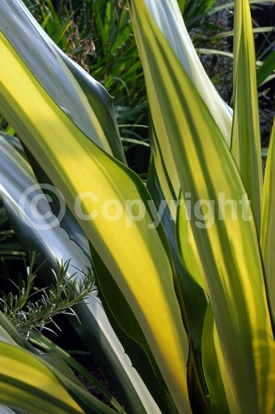 White blooms; Green blooms; Evergreen