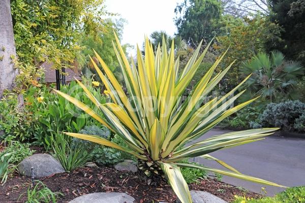 White blooms; Green blooms; Evergreen