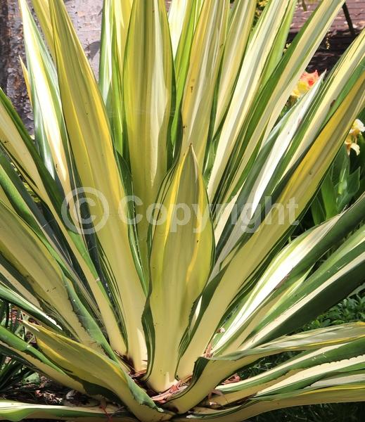 White blooms; Green blooms; Evergreen