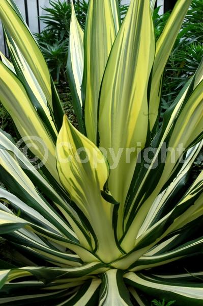 White blooms; Green blooms; Evergreen