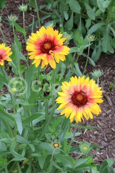 Red blooms; Yellow blooms; North American Native