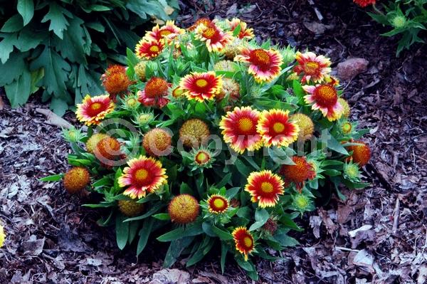 Red blooms; Yellow blooms; North American Native