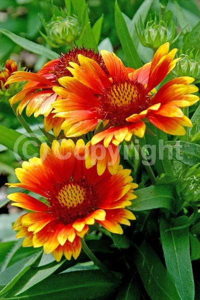 Red blooms; Yellow blooms; North American Native