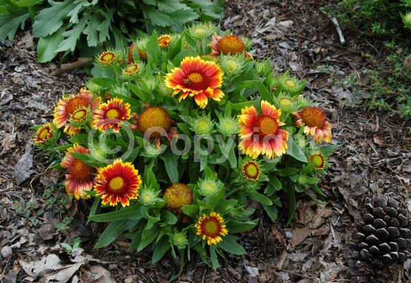 Red blooms; Yellow blooms; North American Native