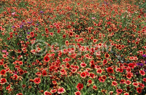 Red blooms; Yellow blooms; North American Native
