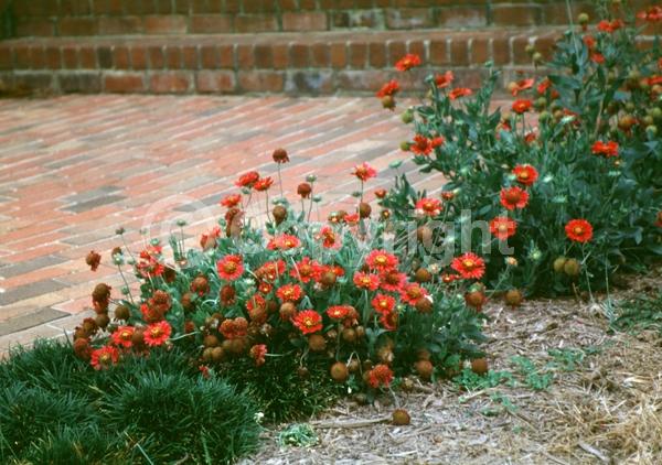 Red blooms; Deciduous; Broadleaf