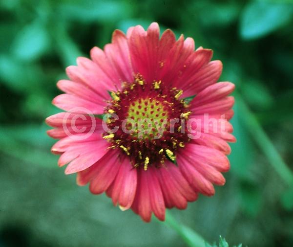 Red blooms; Deciduous; Broadleaf
