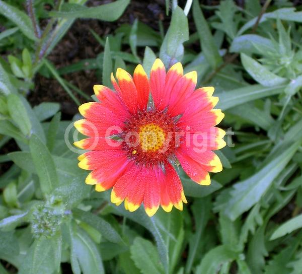 Red blooms; Yellow blooms; Deciduous; Broadleaf