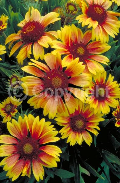 Red blooms; Yellow blooms