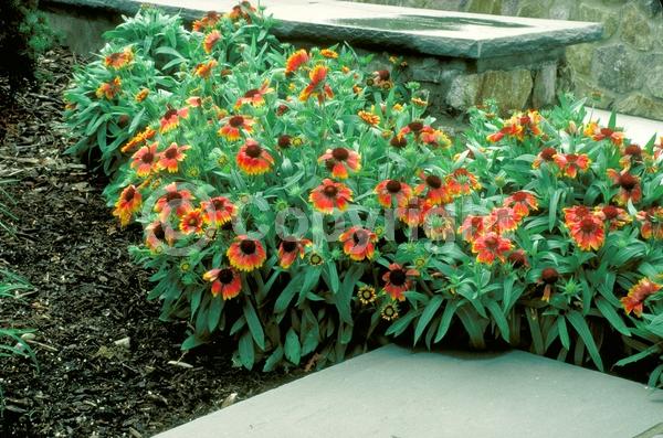 Red blooms; Yellow blooms