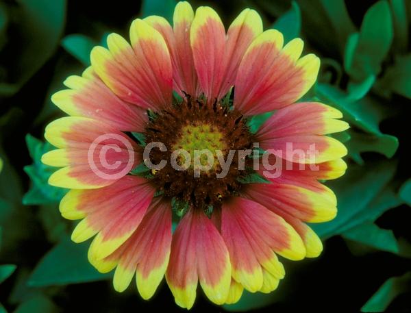 Red blooms; Yellow blooms; Deciduous; Broadleaf