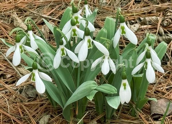 White blooms; Deciduous; Broadleaf