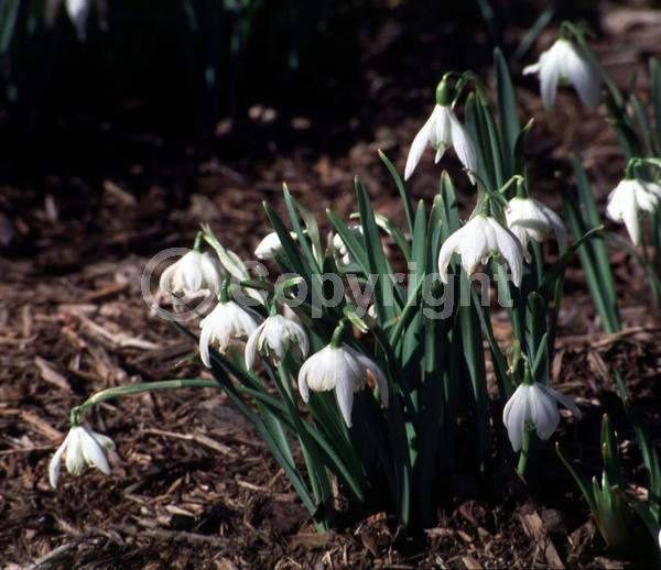 White blooms; Deciduous; Broadleaf