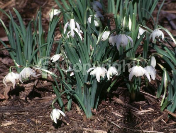 White blooms; Deciduous; Broadleaf