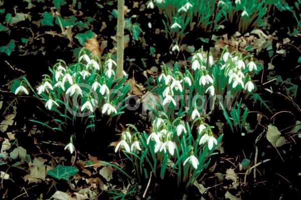 White blooms; Deciduous; Broadleaf