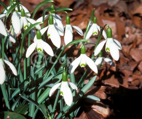 White blooms; Deciduous; Broadleaf