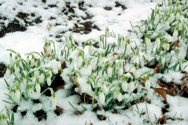 White blooms; Deciduous; Broadleaf