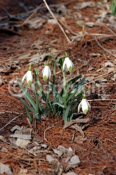 White blooms; Deciduous; Broadleaf