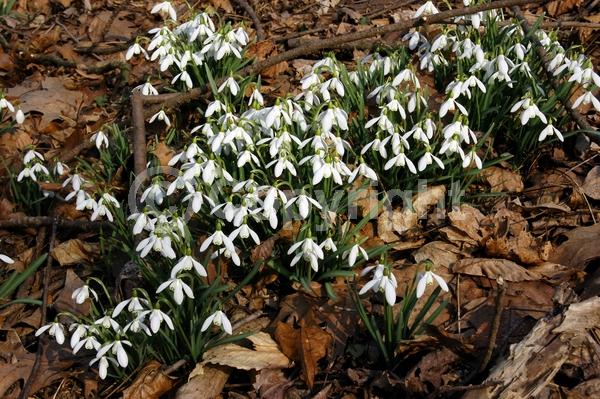 White blooms; Deciduous; Broadleaf