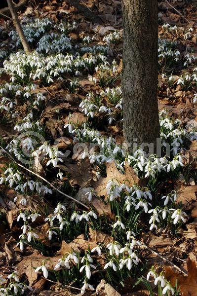 White blooms; Deciduous; Broadleaf