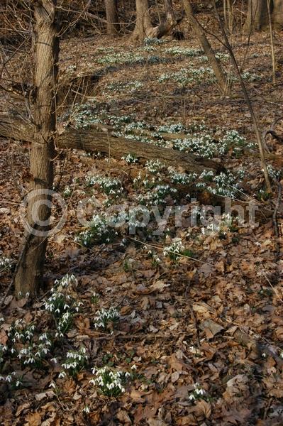 White blooms; Deciduous; Broadleaf