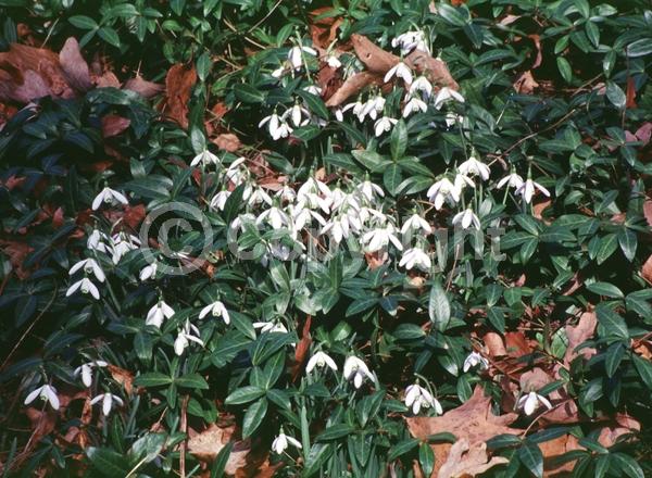 White blooms; Deciduous; Broadleaf