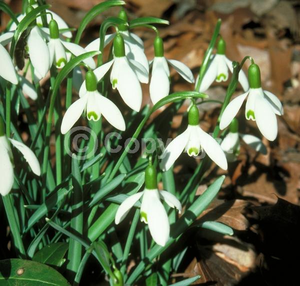 White blooms; Deciduous; Broadleaf
