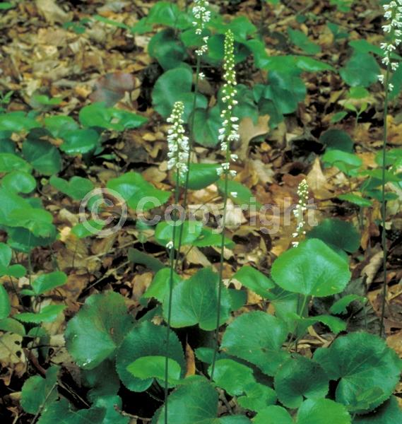 White blooms; Evergreen