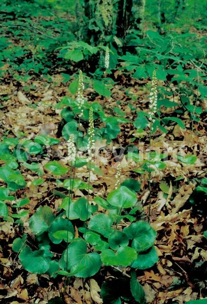White blooms; Evergreen