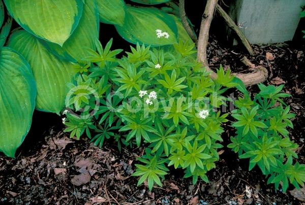 White blooms; Deciduous; Broadleaf