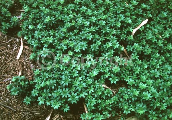 White blooms; Deciduous; Broadleaf