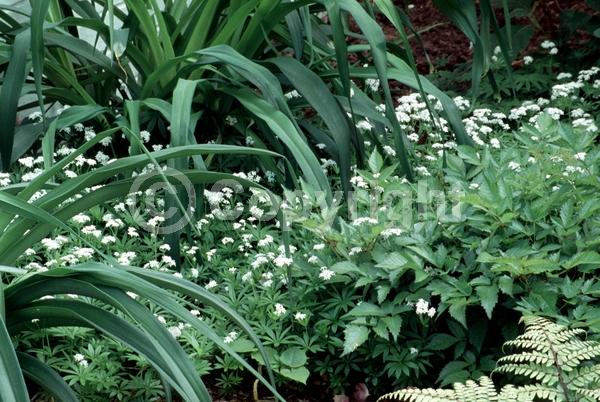 White blooms; Deciduous; Broadleaf
